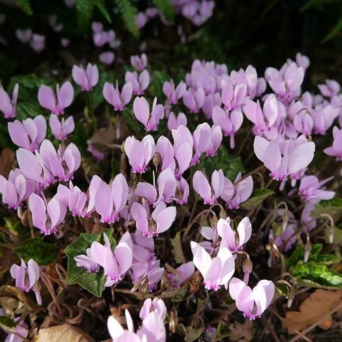 Brambořík břečťanolistý – Cyclamen Hederifolium – cibulky bramboříku