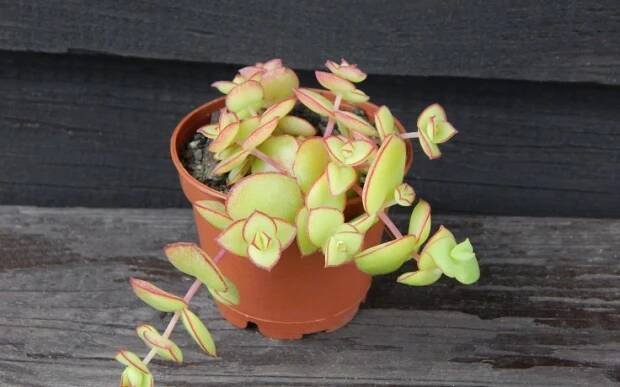 Crassula marginalis - Sukulenty k prodeji