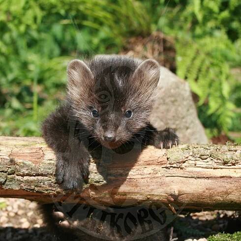 Sale of young sable cubs
