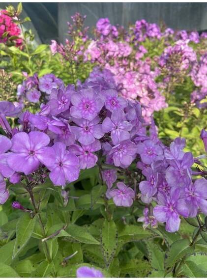 Phlox paniculata EDEN ́S SMILE - plamenka latnatá, flox - Lukon Glads s.r.o.