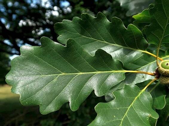 Quercus polycarpa