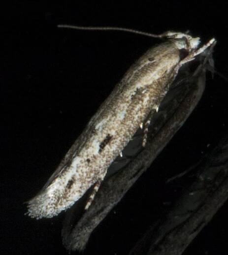 Long, thin moths