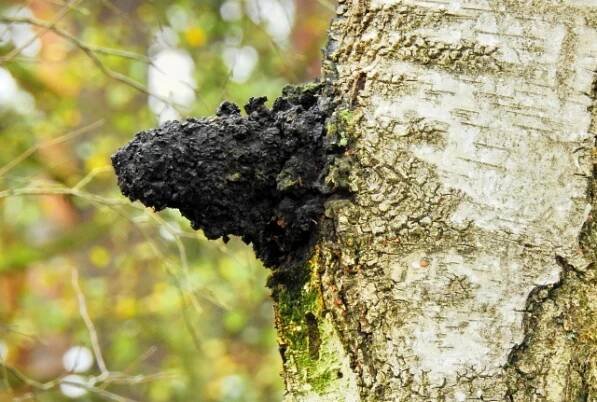 Vitalpilz Chaga