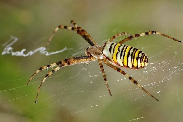 Křižák pruhovaný (Argiope bruennichi), malý cestovatel - Tvorové.cz