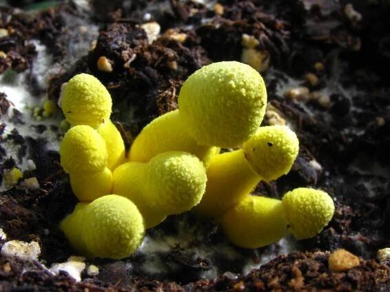 Leucocoprinus birnbaumii: Konečný sprievodca hubami