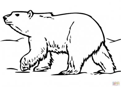 Lední medvěd chůzi ve sněhu omalovánka | Omalovánky k Vytisknutí Zdarma
