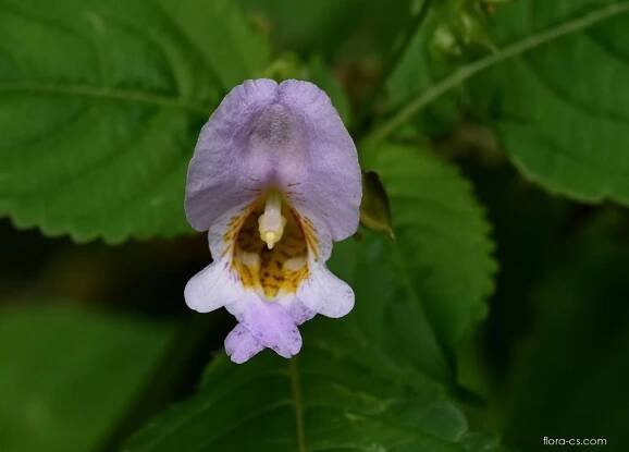 Netýkavka (Impatiens edgeworthii)