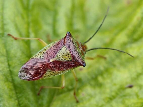 Opadavý kýl Acanthosomatidae