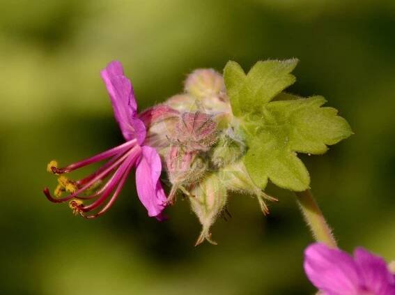 Geranium macrorrhizum - Geraniaceae,Plantae,Pteridobiotina,Angiosperms,Geraniales,Geraniaceae,Geranium,Geranium macrorrhizum,Geranium balkanum, Geranium lugubre, Geranium macrorrhizum var. parnassicum, Robertium macrarrhizum,Balkan-Storchschnabel;Felsen-Storchschnabel;Großwurzeliger Storchschnabel;Duft-Storchschnabel;rock crane's-bill;Géranium à gros rhizome;géranium à long rhizome;géranium à rhizome;geranio crestato;rotsooievaarsbek;герань крупнокорневищная;ayaklı ıtır;kamaroshe;kamaroshë rrënjëgjatë;stjenarska iglica;flocknäva;bodziszek korzeniasty;bodziszek wielkokorzeniowy;korenikasta krvomočnica;illatos gólyaorr;kakost oddenkatý;kakost velkokořenný;priboi;pakost pakoreňatý;pakost podzemkatý;герань великокореневищна;обикновен здравец;tuoksukurjenpolvi;здравац