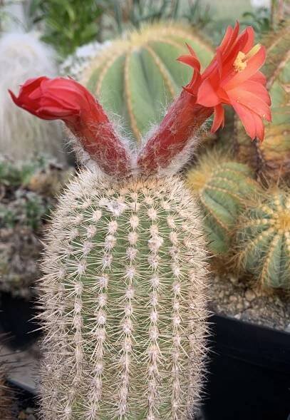 Oreocereus hempelianus
