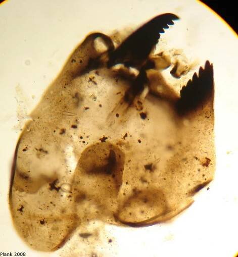 Head of Cricotopus shilovae-type