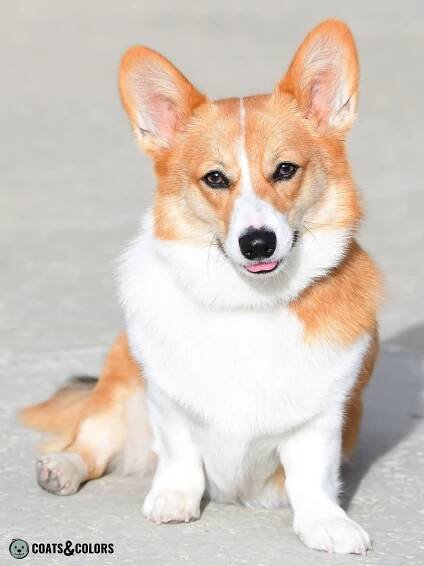 Welsh Corgi Pembroke coat colors red 2
