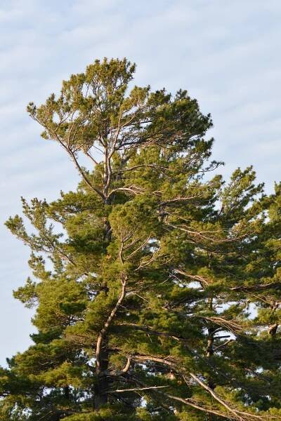 Pinus strobus