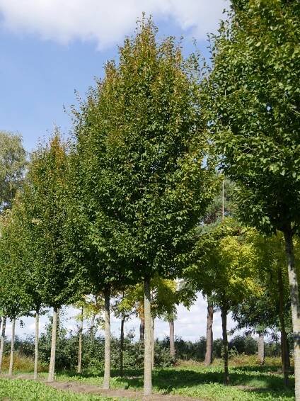 Carpinus betulus 'Frans Fontaine' | habr obecný 'Frans Fontaine' - Van den Berk školky