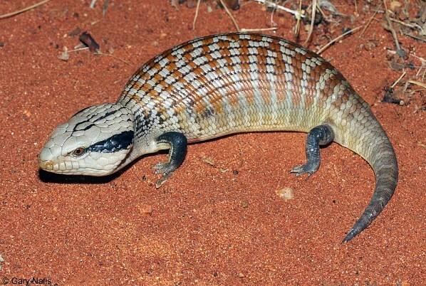 Australian Reptile and Amphibian Photos