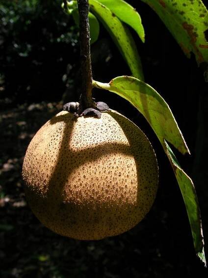 Soubor:Camellia crapnelliana fruit.jpg – Wikipedie