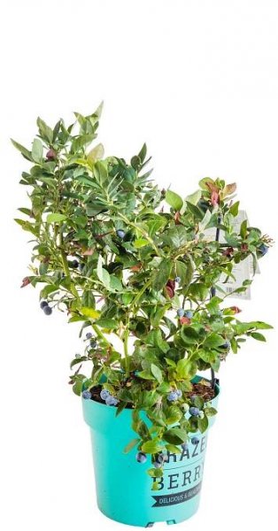 Kanadská borůvka, Vaccinium corymbosum Pink Breeze, skladem | ZAZUMi.cz