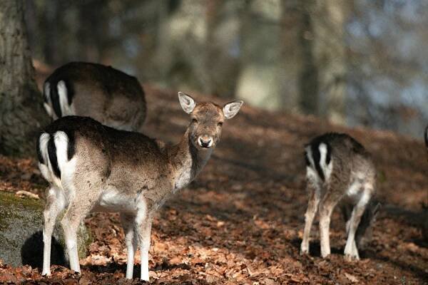 Základová fotografie na téma biodiverzity, cervus elaphus, chování zvířat, divočina, divoké zvíře, druhy jelenů, ekologie