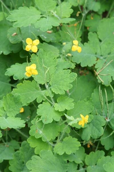 Chelidonium majus