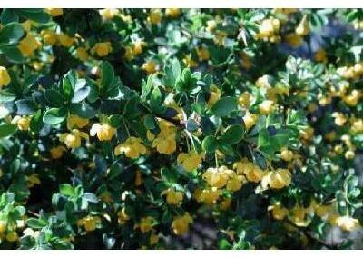 Dřišťál zimostrázový 'Jytte' - Berberis candidula 'Jytte', Kontejner o objemu 1,5 litru