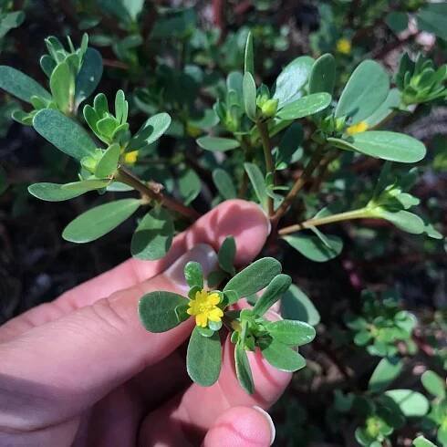 Wild Edibles — Wild Plants, Foraging, Food, Art and Culture