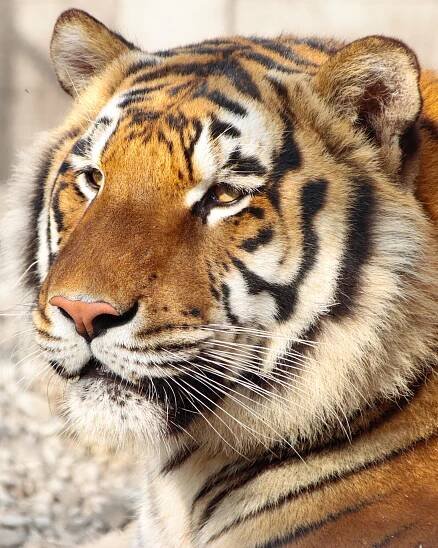 Tiger Experience - Mostra Faunistica Permanente Grandi Felini