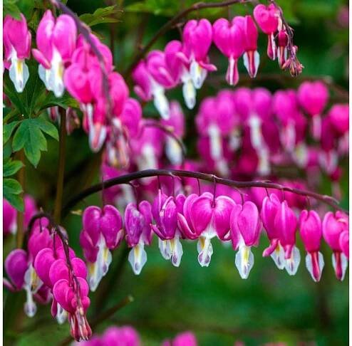 Srdcovka nádherná - Dicentra spectabilis - Narcisy.cz