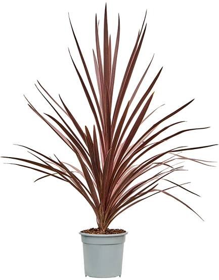 Cordyline australis 'Red Star' - Kvety VICTOR