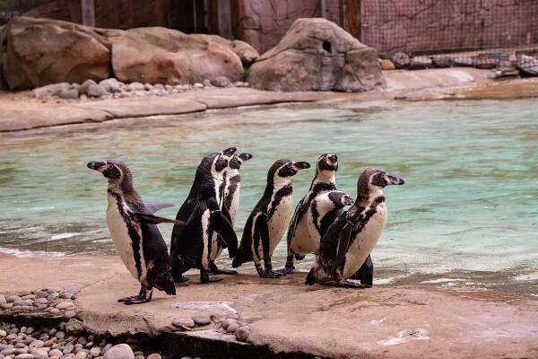 Group Visits