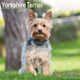 Yorkshire Terrier Square Dog Breed Wall 16 Month 2024 od 201 Kč - Heureka.cz