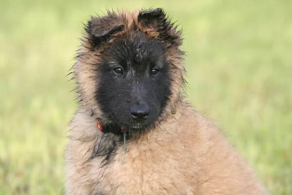 Fotogalerie – Tervueren-Welpen von Xantara | Tervuerenzucht im Allgäu | Belgischer Schäferhund