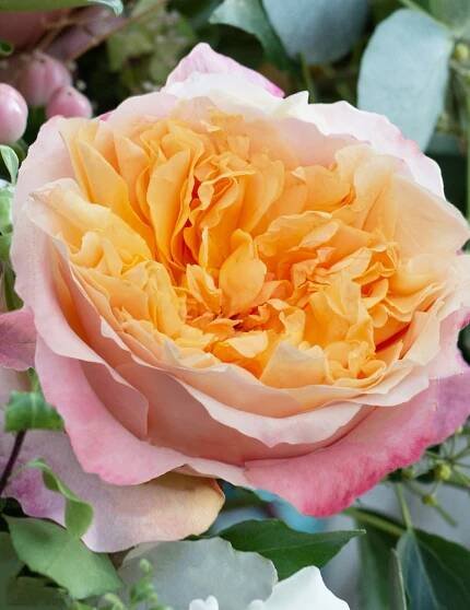 Edith - David Austin Wedding and Event Roses