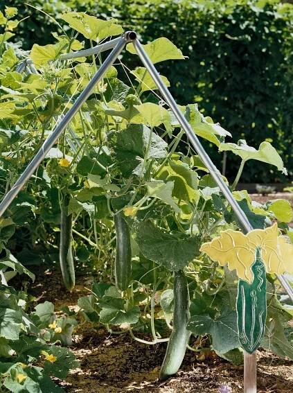 'Tasty Jade Hybrid' cucumber