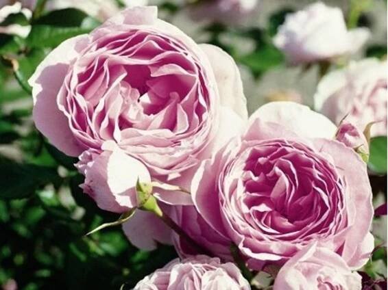 Růže 'Gartenträume®' Balení: speciální balení