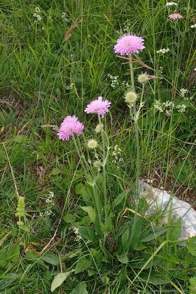 Atlas: knautia 1