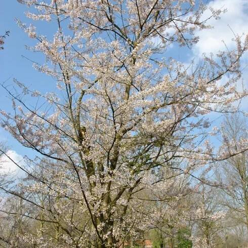 Prunus incisa 'Lotte' – višeň vyříznutá 'Lotte'