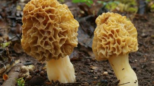 Kdy na houby: Kde rostou houby