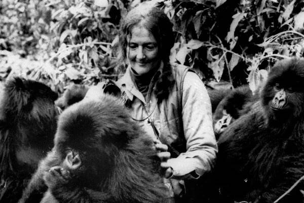 Legenda Dian Fossey - žena, ktorá zachránila gorily