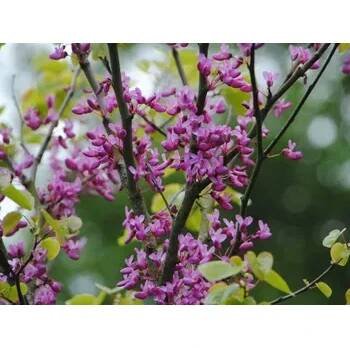 Zmarlika jidášova 'Bodnant' Balení: kontejner C20, Tvar: výška 40-60 cm