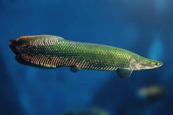 pirarucu (arapaima gigas) - ryby z povodí amazonky - arapaima velká - stock snímky, obrázky a fotky