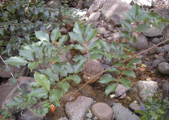Austrosteenisia blackii