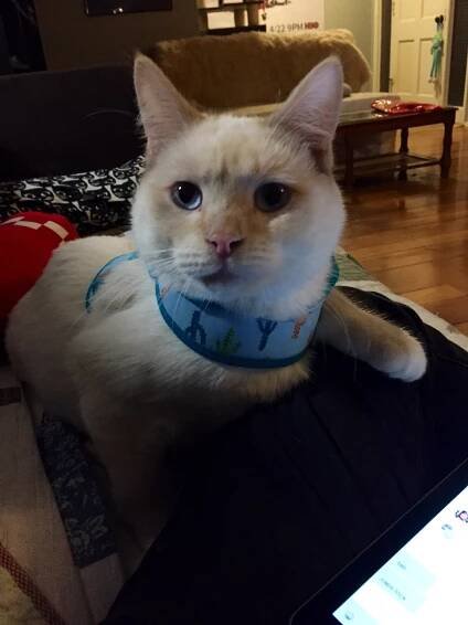 Cat Photo Gallery – Rocket Cat Rescue