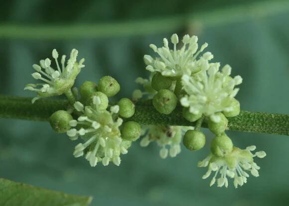 Soubor:14365-Croton pullei-Tabaro.jpg – Wikipedie