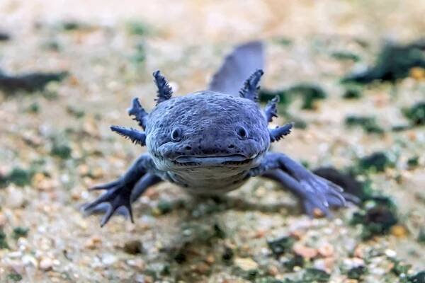 Axolotl blue ▷▷ modrý vodní dráček