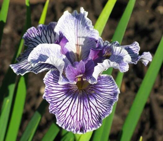 Home - BC Iris Society