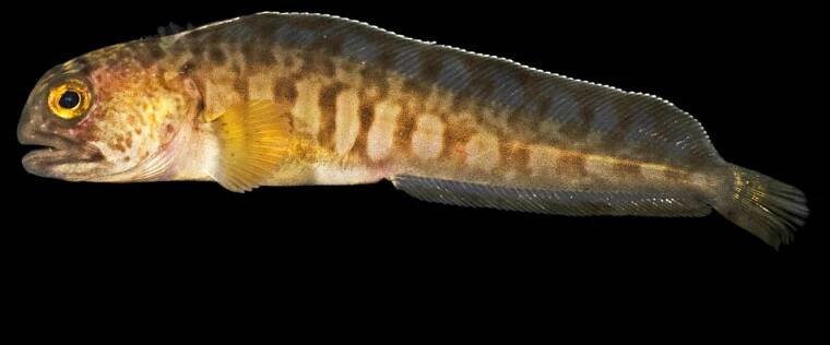 Deep Sea Creatures