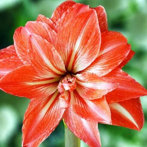 Hippeastrum Amarylis Zwartnica Lady Jane 1 ks cibule květy
