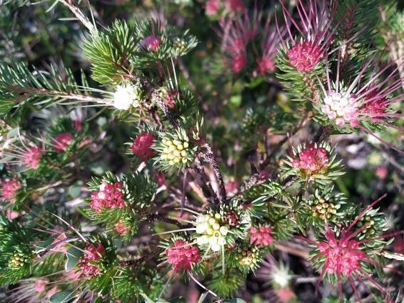 NutsAboutPlants – My fascination with plants