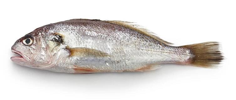 Corvina Vima Foods