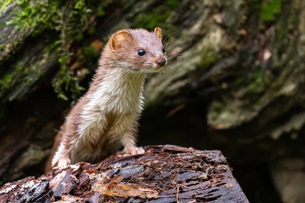 Galerie – Lasice kolčava (Mustela nivalis) | CzechNature